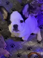 Marshall, a male French Bulldog for sale in Simpsonville, SC – Photo 2 of 10