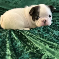 Marshall, a male French Bulldog for sale in Simpsonville, SC – Photo 3 of 10