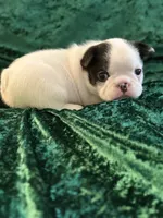 Marshall, a male French Bulldog for sale in Simpsonville, SC – Photo 3 of 10