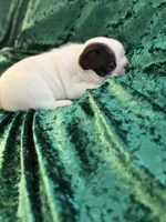 Marshall, a male French Bulldog for sale in Simpsonville, SC – Photo 10 of 10