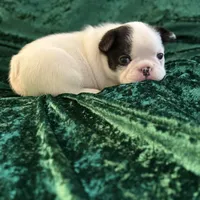Marshall, a male French Bulldog for sale in Simpsonville, SC – Photo 6 of 10