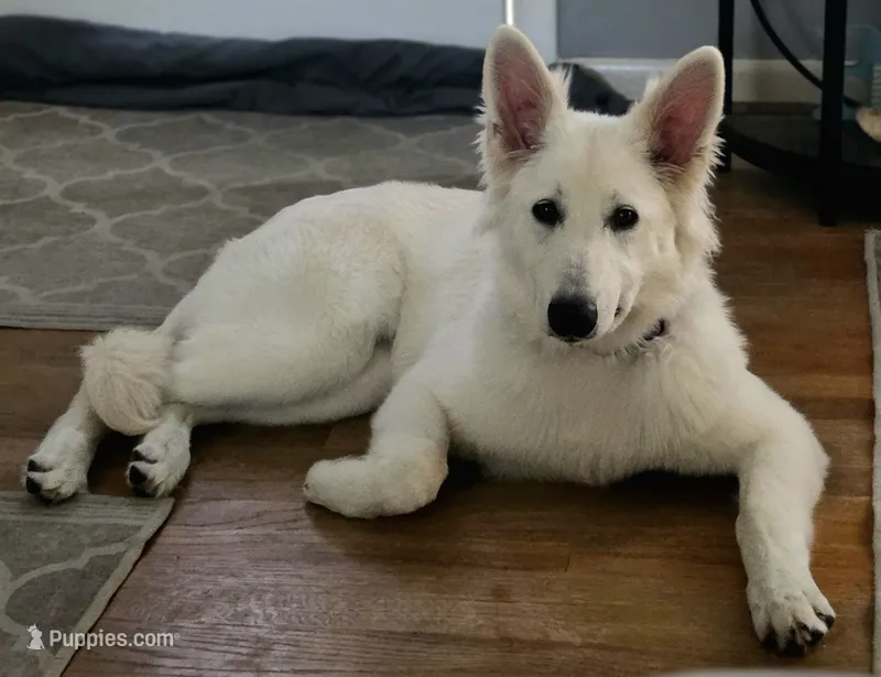 Winter – German Shepherd Dog puppy for sale in Linden, NC