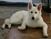Winter, a female German Shepherd Dog for sale in Linden, NC – 1 of 4
