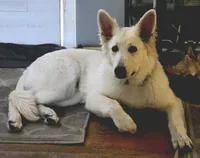 Winter, a female German Shepherd Dog for sale in Linden, NC – 4 of 4