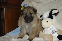 white toes, a male German Shepherd Dog for sale in Waynesville, OH – Photo 1 of 4