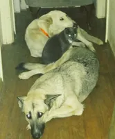 white toes, a male German Shepherd Dog for sale in Waynesville, OH – Photo 4 of 4