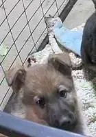 Brutus, a male German Shepherd Dog for sale in Waynesville, OH – Photo 1 of 5