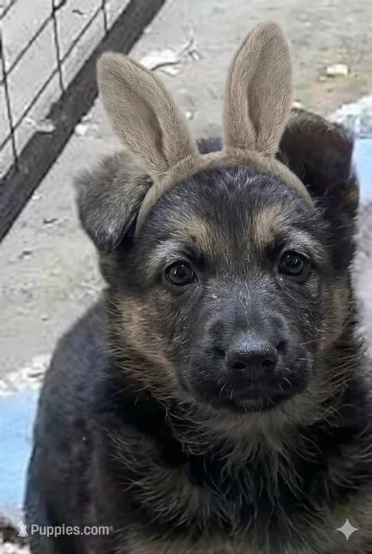 Tuffie – German Shepherd Dog puppy for sale in Waynesville, OH