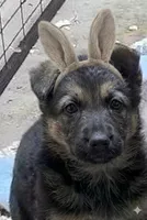 Tuffie, a female German Shepherd Dog for sale in Waynesville, OH – Photo 1 of 6