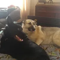 Tuffie, a female German Shepherd Dog for sale in Waynesville, OH – Photo 5 of 6