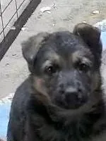 Tuffie, a female German Shepherd Dog for sale in Waynesville, OH – Photo 3 of 6