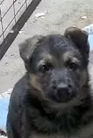 Tuffie, a female German Shepherd Dog for sale in Waynesville, OH – Photo 1 of 5