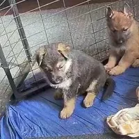 Tuffie, a female German Shepherd Dog for sale in Waynesville, OH – Photo 2 of 6