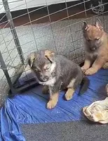 my girl, a female German Shepherd Dog for sale in Waynesville, OH – Photo 1 of 4