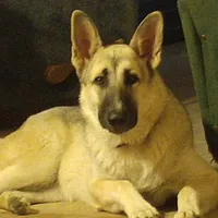 Mercury, a male German Shepherd Dog for sale in Waynesville, OH – Photo 3 of 5