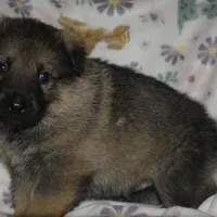 Mercury, a male German Shepherd Dog for sale in Waynesville, OH – Photo 2 of 5