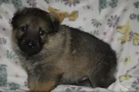 Mercury, a male German Shepherd Dog for sale in Waynesville, OH – Photo 1 of 4