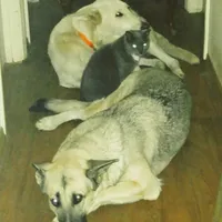 Mercury, a male German Shepherd Dog for sale in Waynesville, OH – Photo 5 of 5