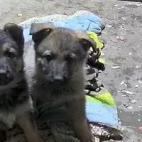 Mercury, a male German Shepherd Dog for sale in Waynesville, OH – Photo 1 of 5