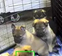 Perky ears, a male German Shepherd Dog for sale in Waynesville, OH – Photo 2 of 5