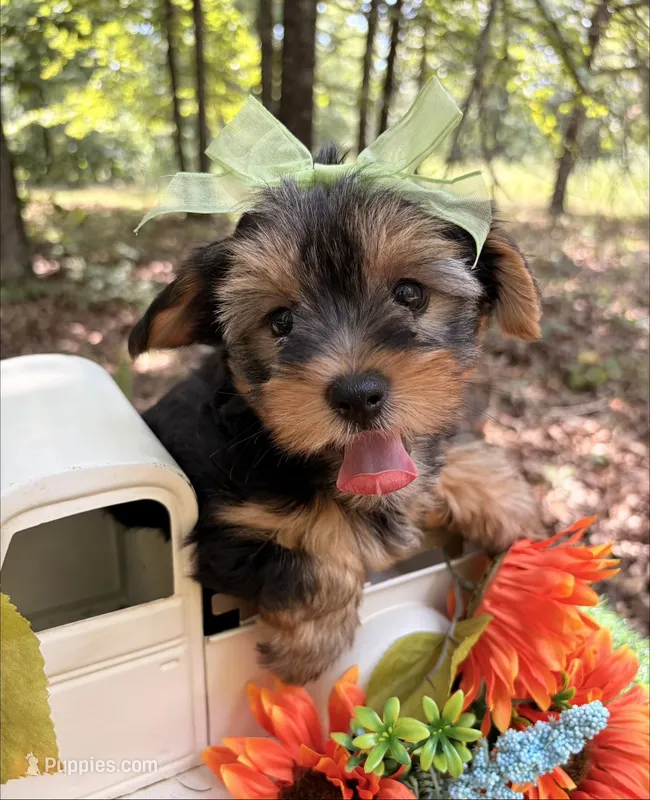 Evie  – Yorkshire Terrier puppy for sale in Winslow, AR