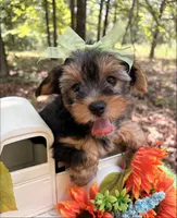 Evie , a female Yorkshire Terrier for sale in Winslow, AR – 1 of 7