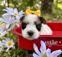 Jolie , a female Yorkshire Terrier for sale in Winslow, AR – 4 of 4