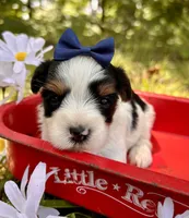 Joey , a male Yorkshire Terrier for sale in Winslow, AR – 4 of 4