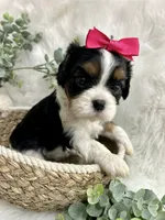 Tia , a female Cavalier King Charles Spaniel for sale in Winslow, AR – 2 of 7
