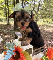 Evie , a female Yorkshire Terrier for sale in Winslow, AR – 7 of 7