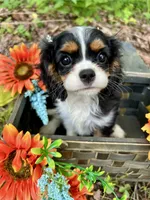 Tia , a female Cavalier King Charles Spaniel for sale in Winslow, AR – 2 of 8