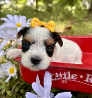 Jolie , a female Yorkshire Terrier for sale in Winslow, AR – 3 of 4