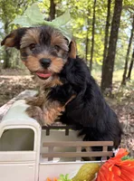 Evie , a female Yorkshire Terrier for sale in Winslow, AR – 4 of 7