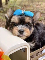 Julius , a male Yorkshire Terrier for sale in Winslow, AR – 2 of 6