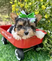 Dexter, a male Biewer for sale in Winslow, AR – 4 of 7