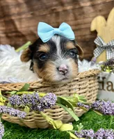 Dexter, a male Biewer for sale in Winslow, AR – Photo 2 of 4