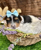 Dexter, a male Biewer for sale in Winslow, AR – Photo 4 of 4