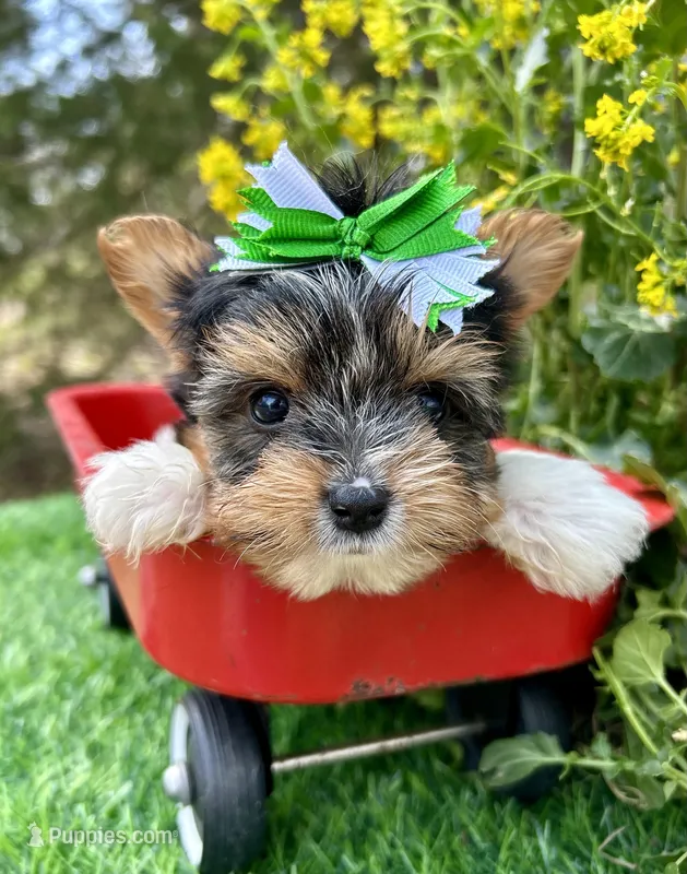 Dexter – Biewer puppy for sale in Winslow, AR
