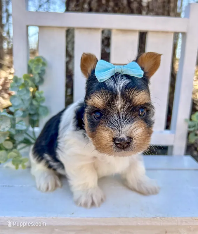 Dexter – Biewer puppy for sale in Winslow, AR