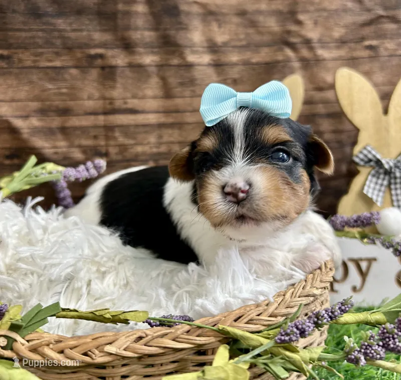 Dexter – Biewer puppy for sale in Winslow, AR