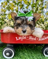 Dexter, a male Biewer for sale in Winslow, AR – 5 of 7