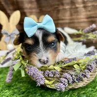 Dexter, a male Biewer for sale in Winslow, AR – Photo 3 of 4