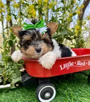 Dexter, a male Biewer for sale in Winslow, AR – 2 of 7