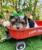 Dexter, a male Biewer for sale in Winslow, AR – 7 of 7