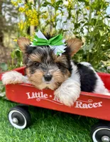 Dexter, a male Biewer for sale in Winslow, AR – 6 of 7