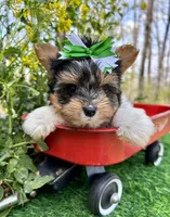 Dexter, a male Biewer for sale in Winslow, AR – 3 of 7