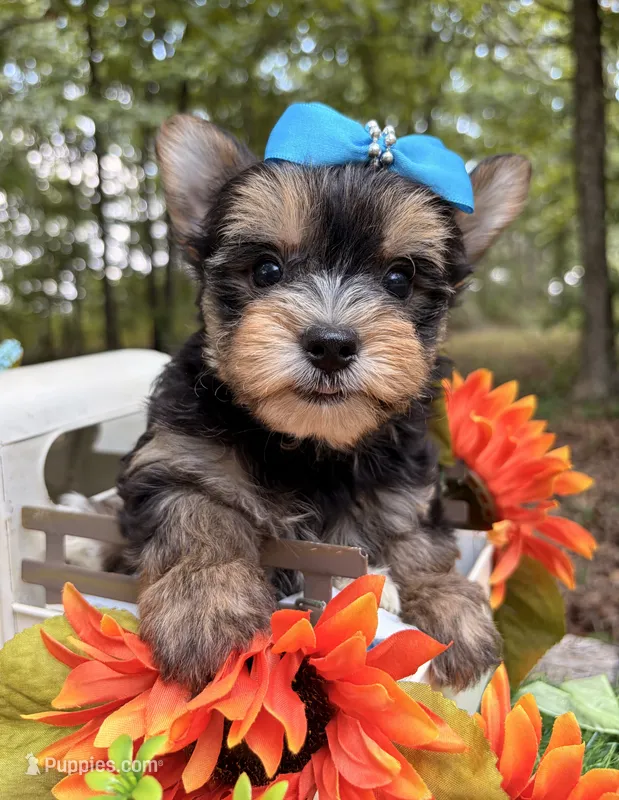 Julius  – Yorkshire Terrier puppy for sale in Winslow, AR