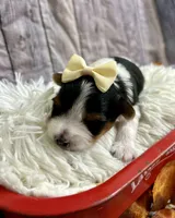 Bailey, a female Biewer for sale in Winslow, AR – Photo 1 of 5