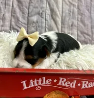 Bailey, a female Biewer for sale in Winslow, AR – Photo 5 of 5