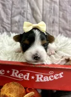 Bailey, a female Biewer for sale in Winslow, AR – Photo 4 of 5